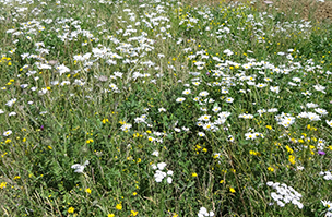 Grass and wildflower mixtures